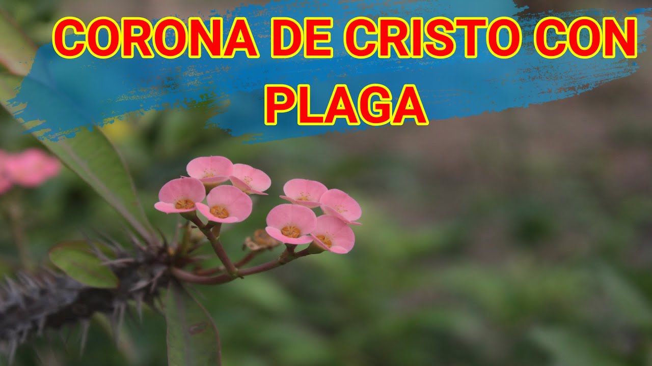 COMO CURAR CORONA SIN HOJAS Y CON PLAGA, CUIDADOS DE LA CORONA DE CRISTO EUPHORBIA MILII