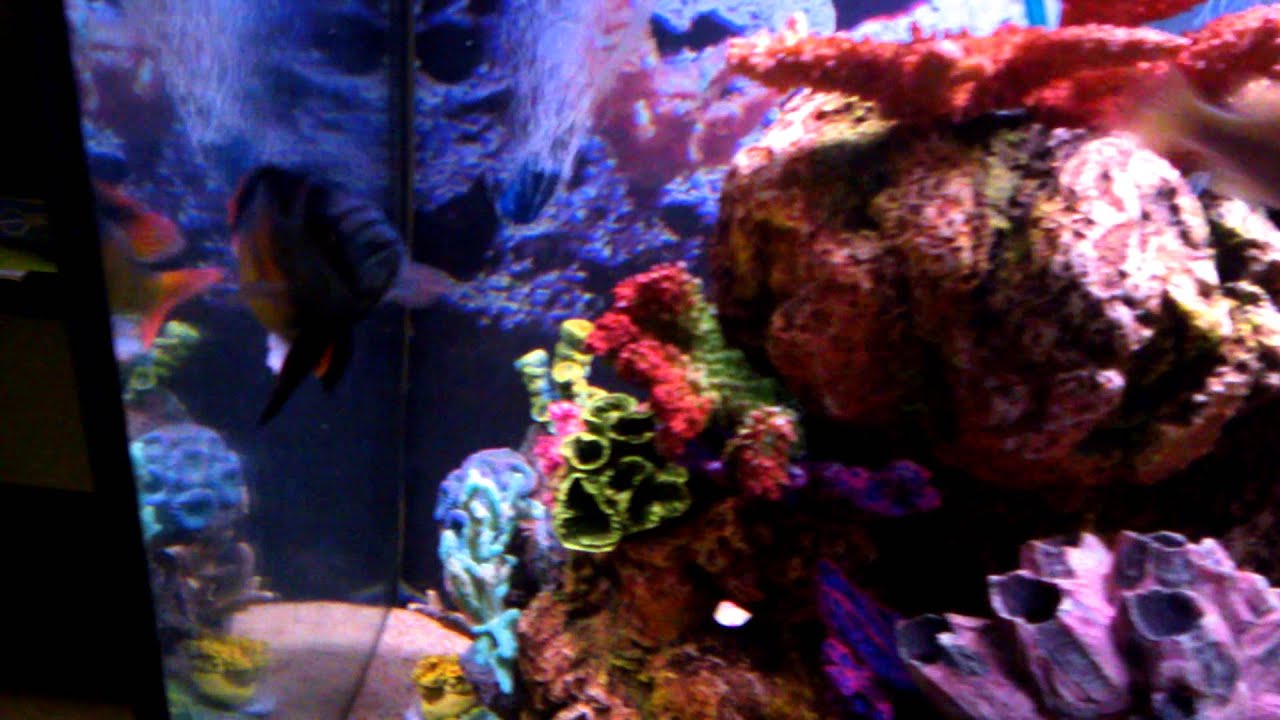 African Cichlid Reef Scaped Tank