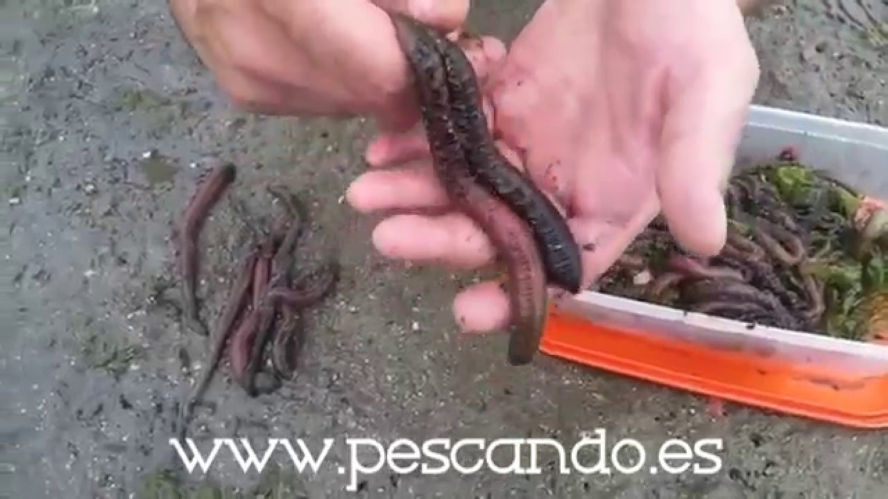 Recoleccion cagon