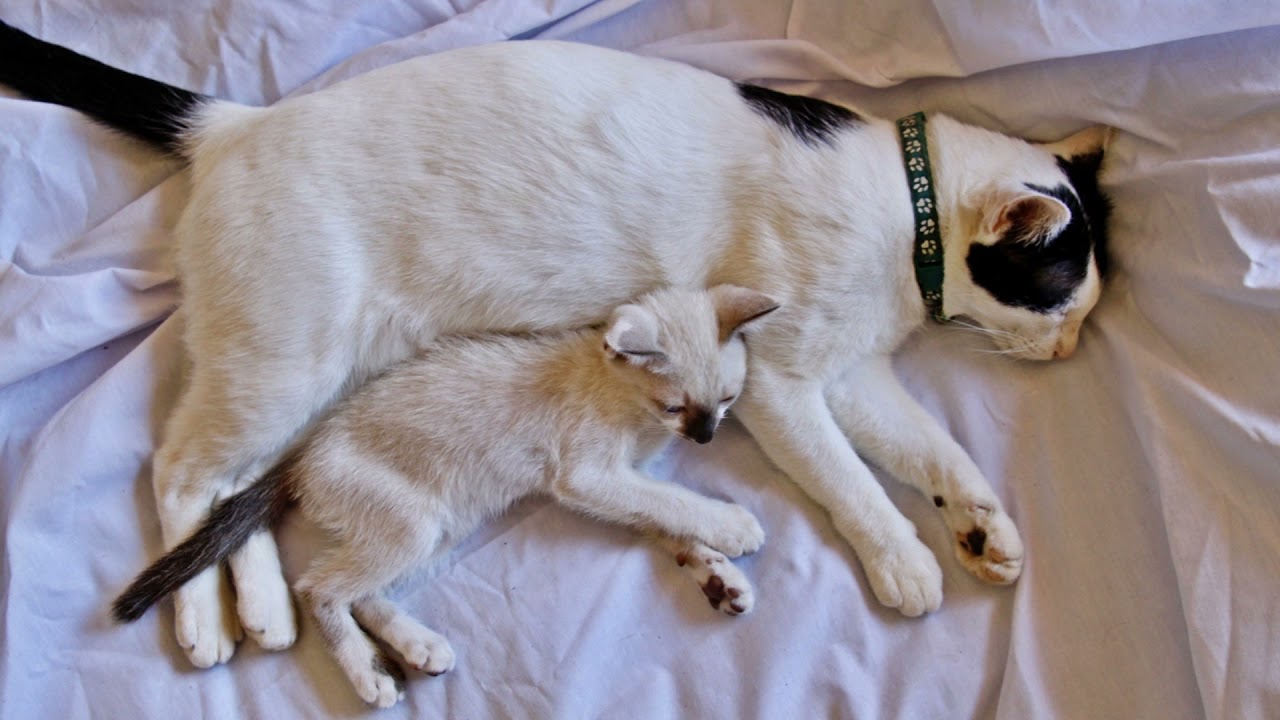 😺🐈Katzenmutter ruft nach ihrem K&auml;tzchen Soundeffekt 🐈 Mama Katzenger&auml;usche