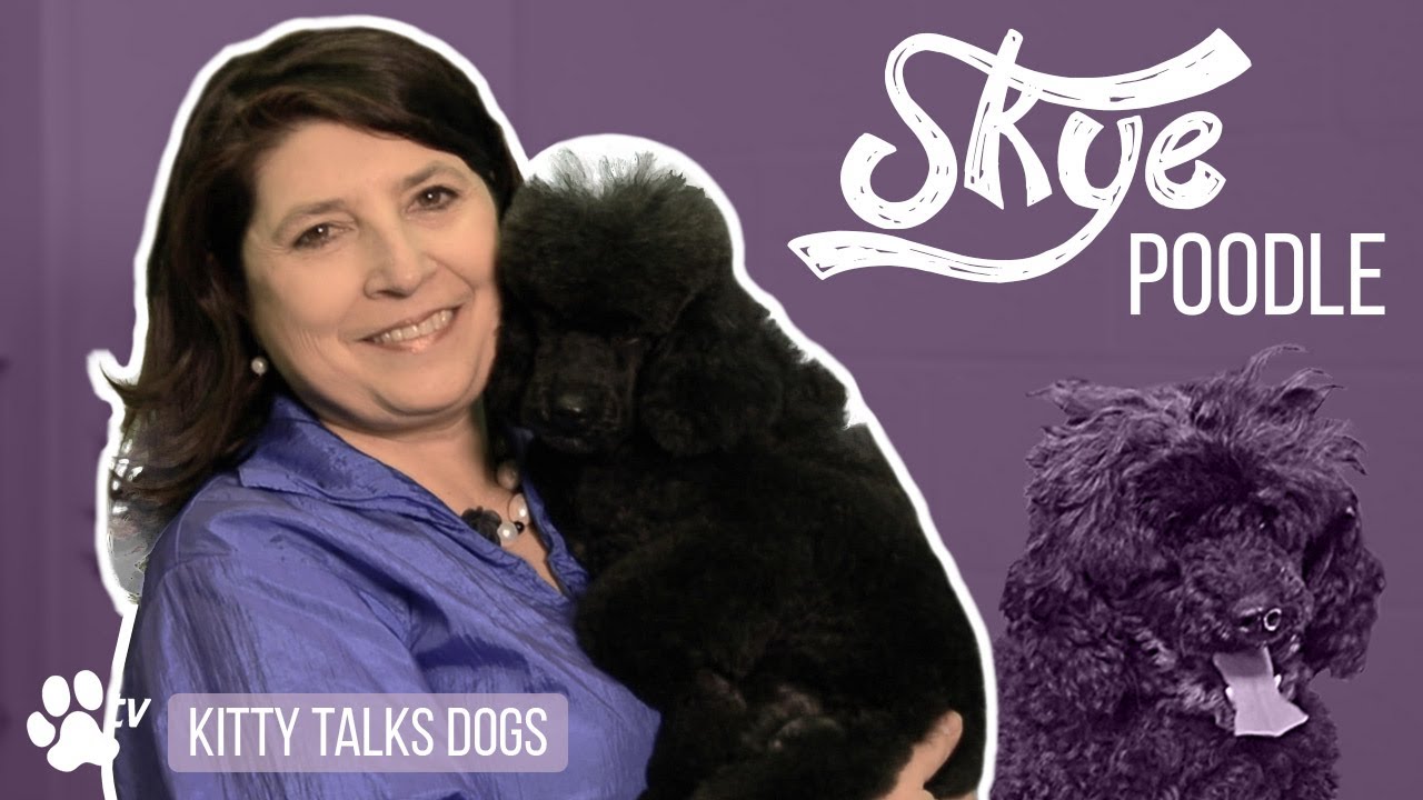 Kitty Talks Dogs: grooming Skye the Miniature Poodle | TRANSGROOM