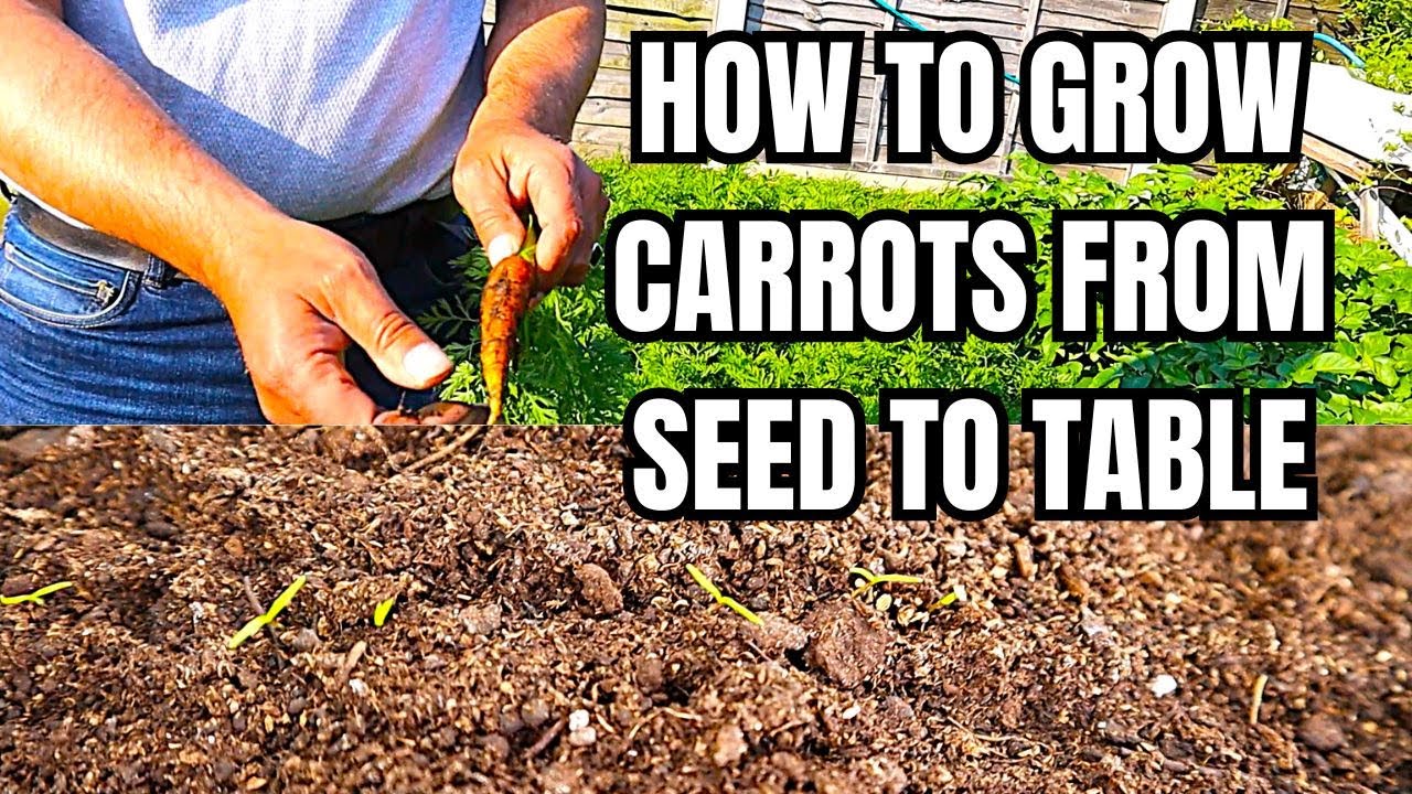 Carrots From SEED to TABLE: How to Grow Perfect, Crunchy Carrots Every Time!