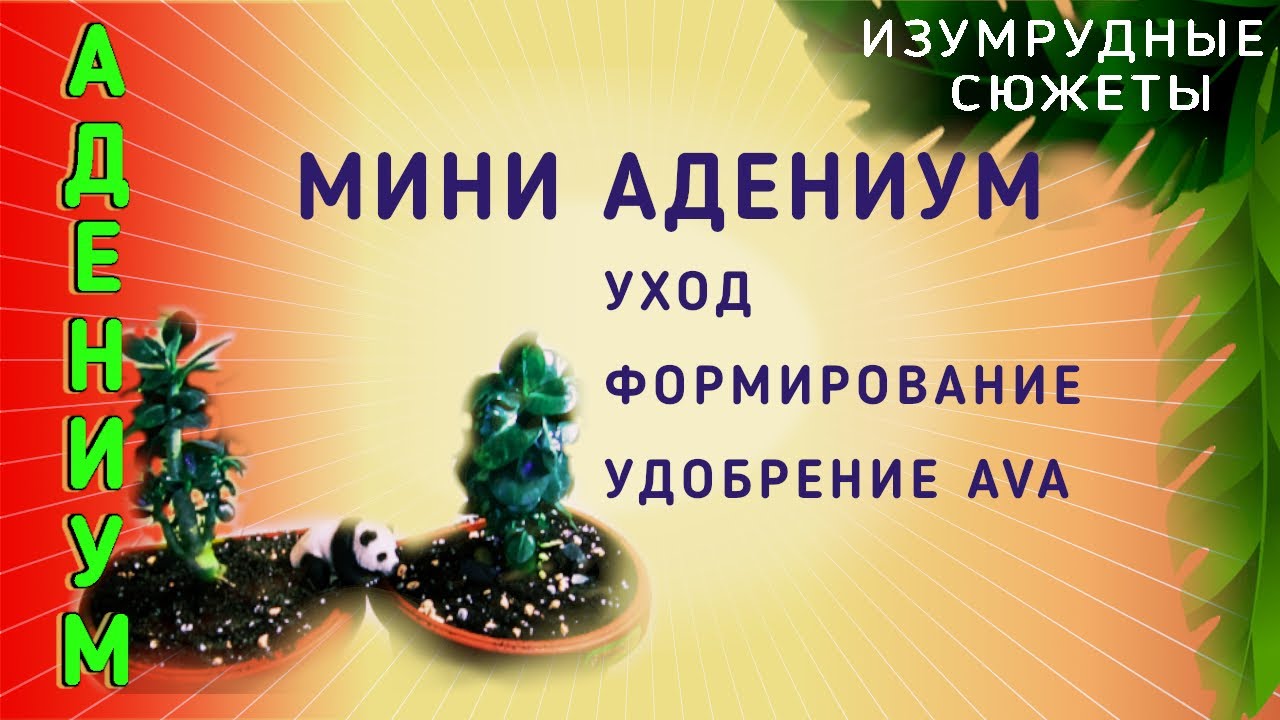 Мини адениум. Уход за мини адениумом.  Формирование мини адениума. Удобрение AVA.