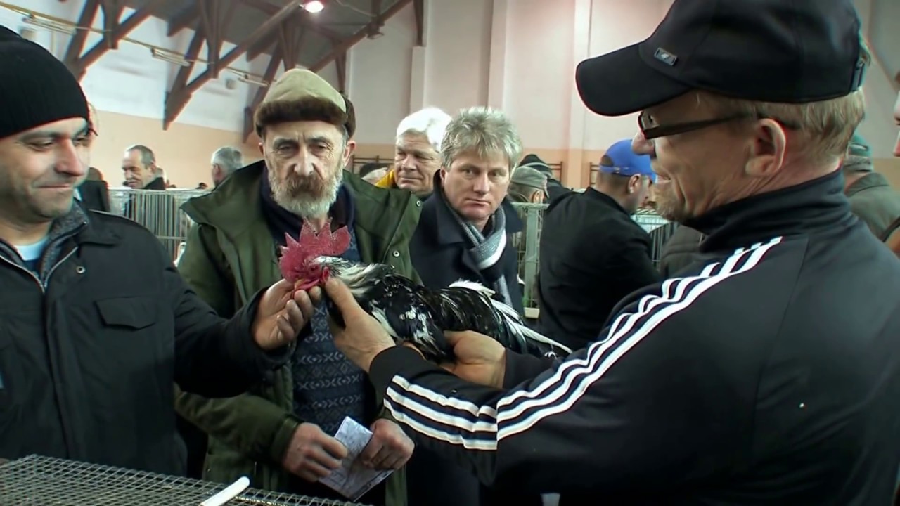 Relacja z IX Zamojskiej Wystawy Gołębi i Drobiu Ozdobnego Cz 3   Zamość - Tomaszów