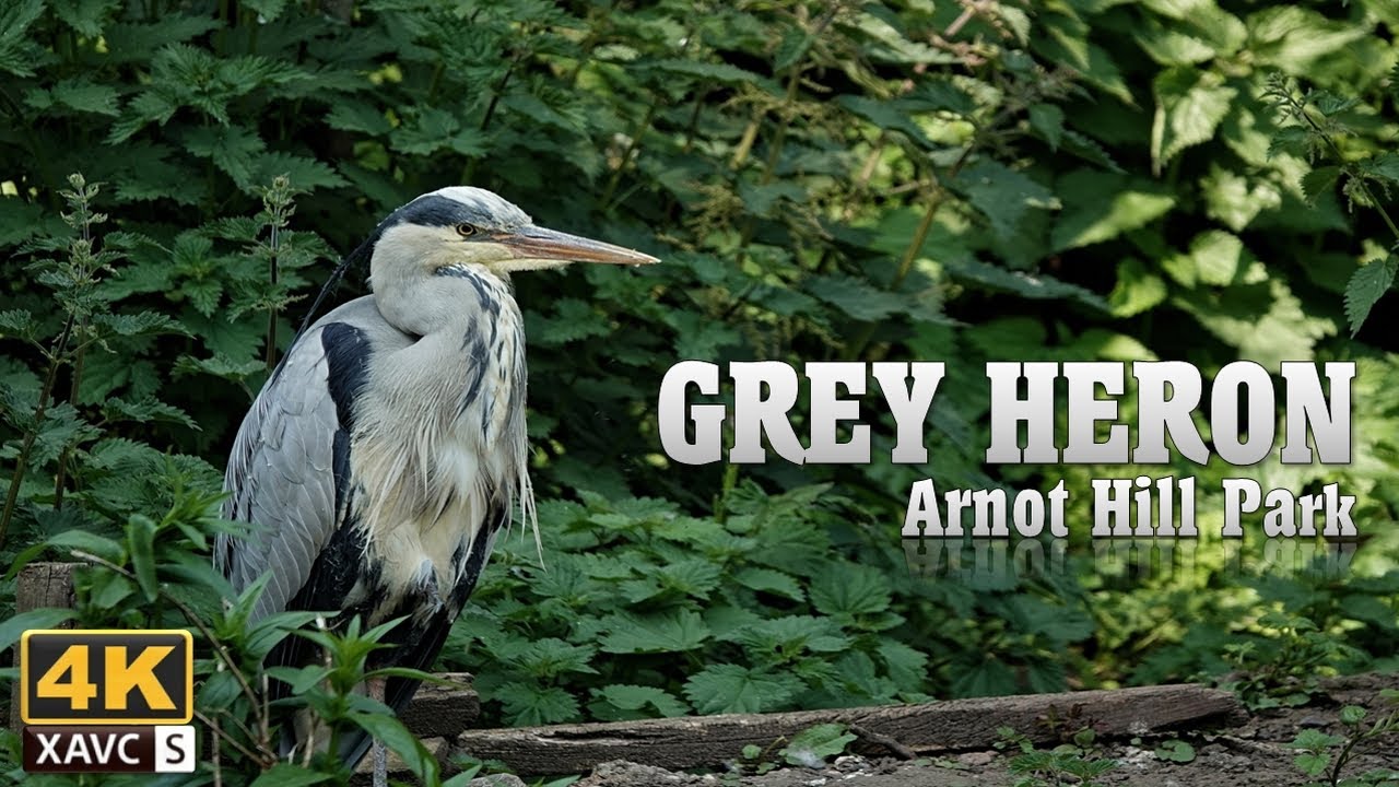 [4K] Grey Heron at Arnot Hill Park. May 2023
