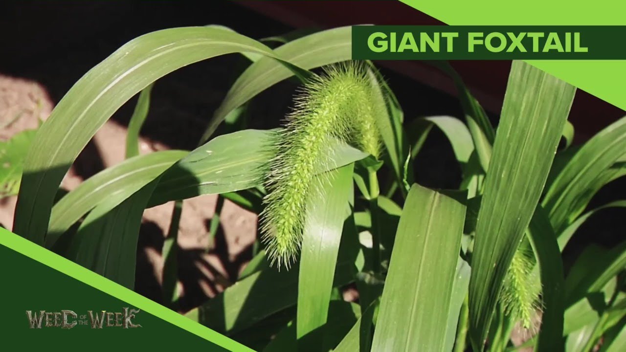 Weed of the Week #1099 Giant Foxtail (Air Date 4-28-19)