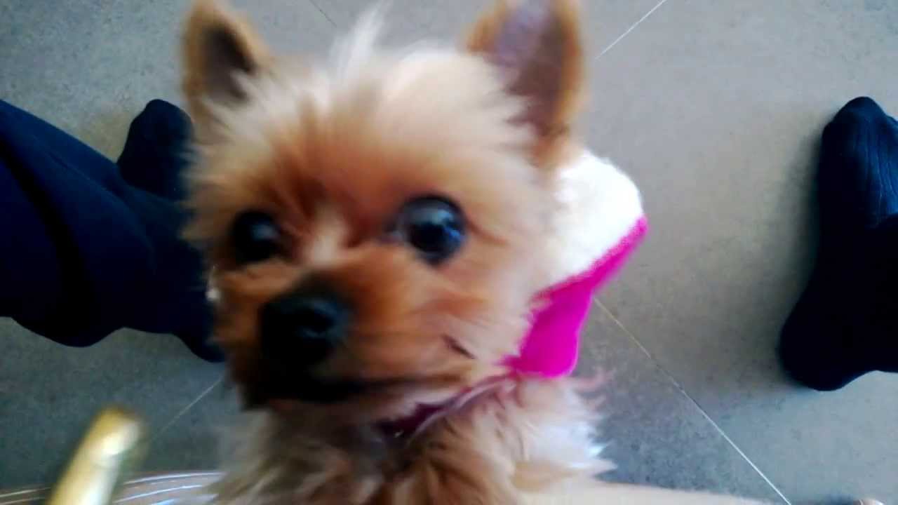 Funny Yorkie The Third