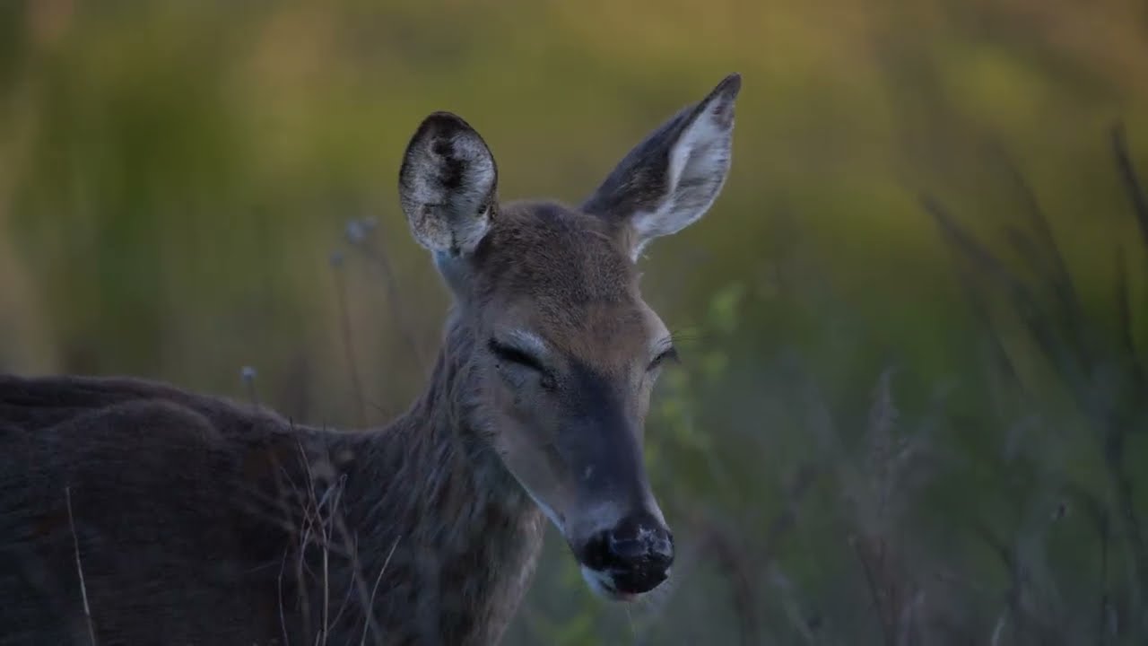 Henry Meade Cinematography Reel