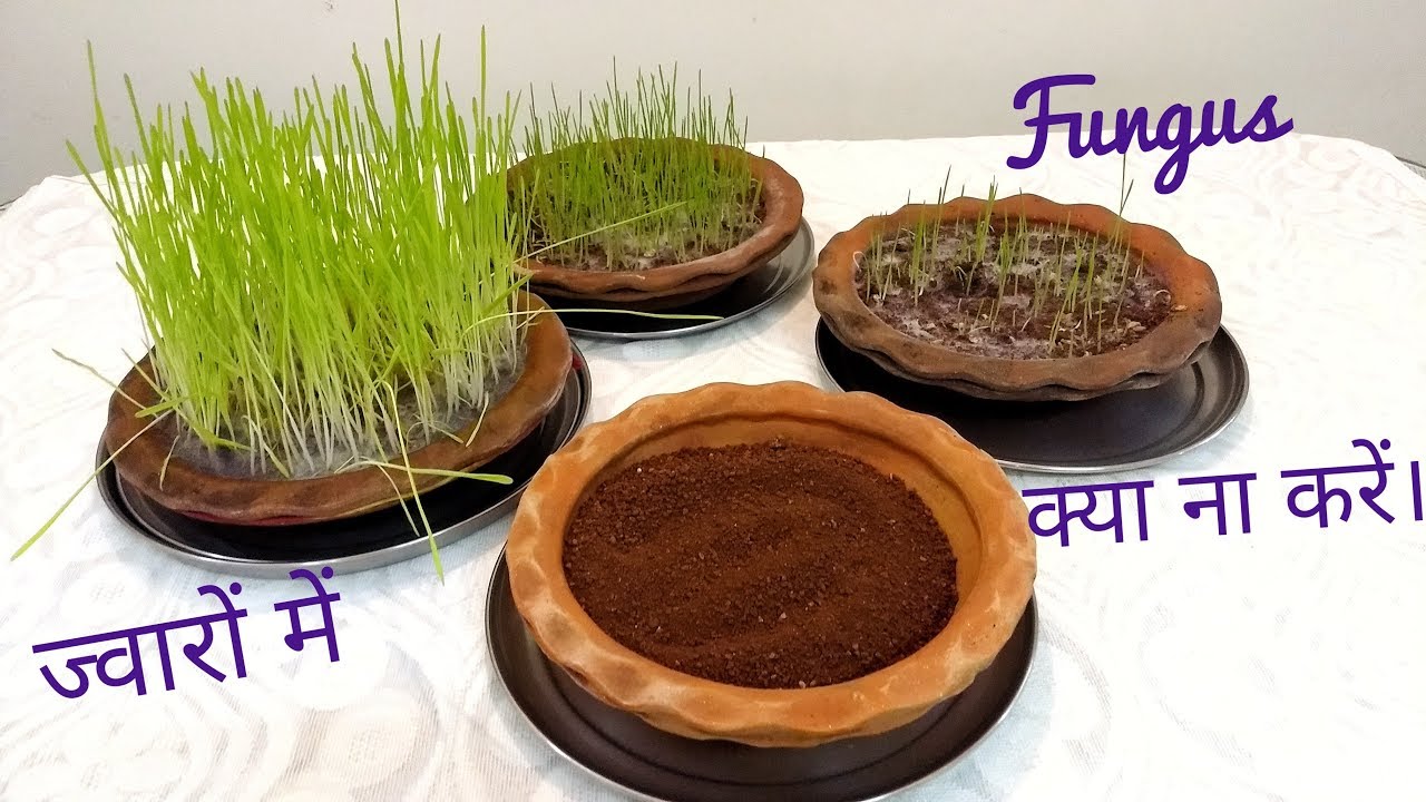 How to save Jware from fungus | मिट्टी में भूल कर भी न मिलाएँ यह चीज़ / मिट्टी  में एक मुट्ठी डालें