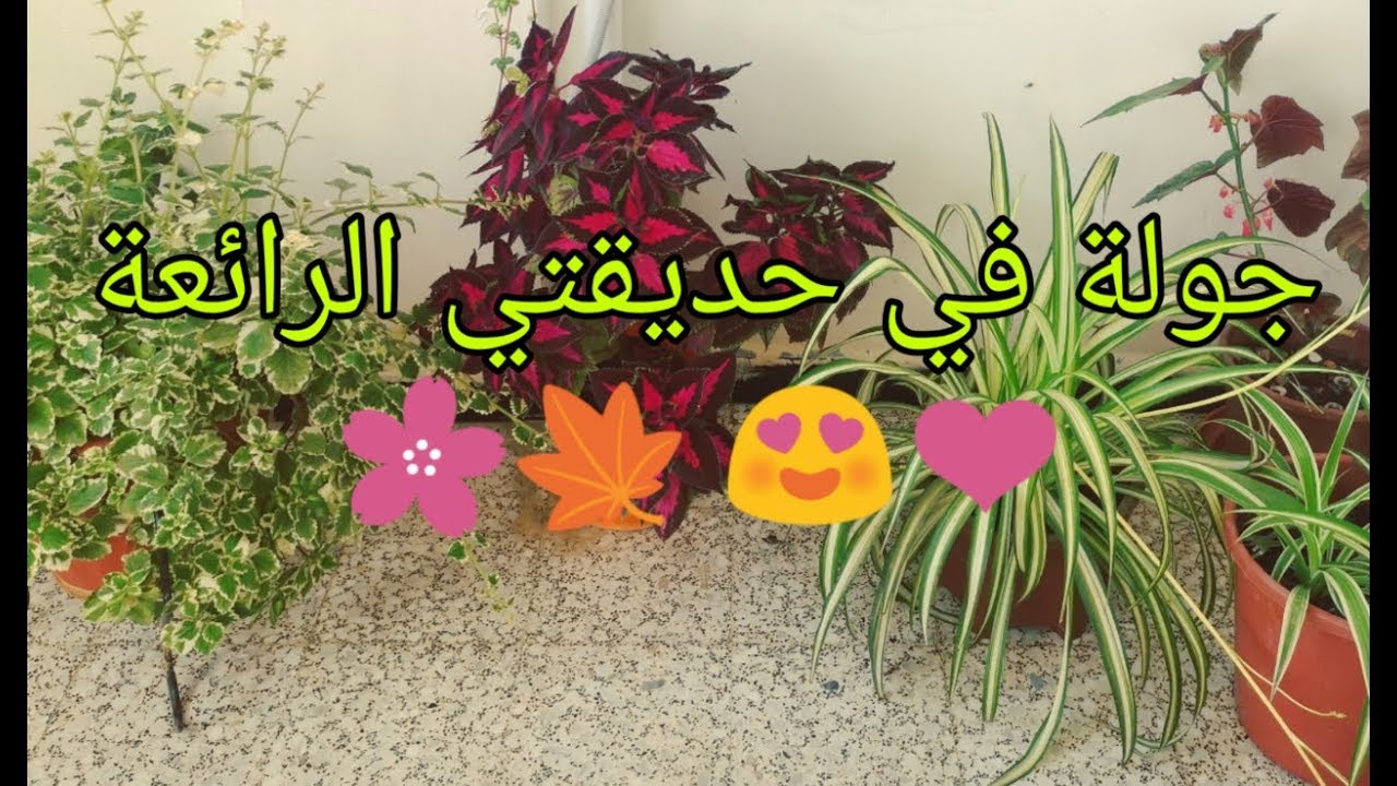 جولة في حديقتي الرائعة للورود و النباتات 🌸The most beautiful rose garden