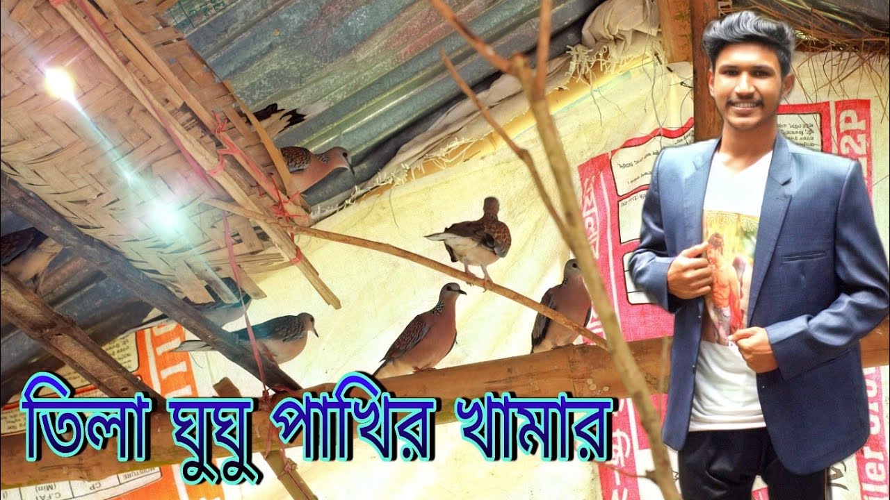 ghughu Pakhi Palan/তিলা ঘুঘু পাখির খামার/তিলা ঘুঘু পাখি পালন পদ্ধতি/desi ghughu pakhi/ Bird Likes