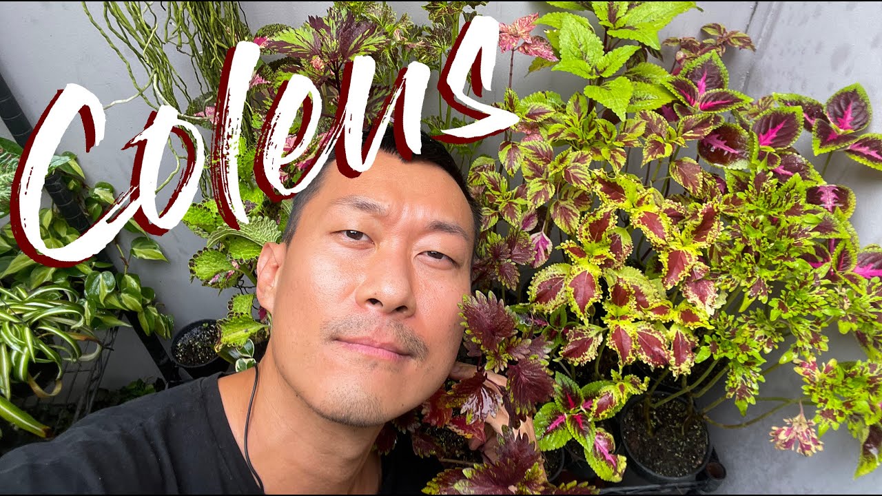 Coleus Care Tips, Pruning, and Propagation In Water And Soil - WITH UPDATES!