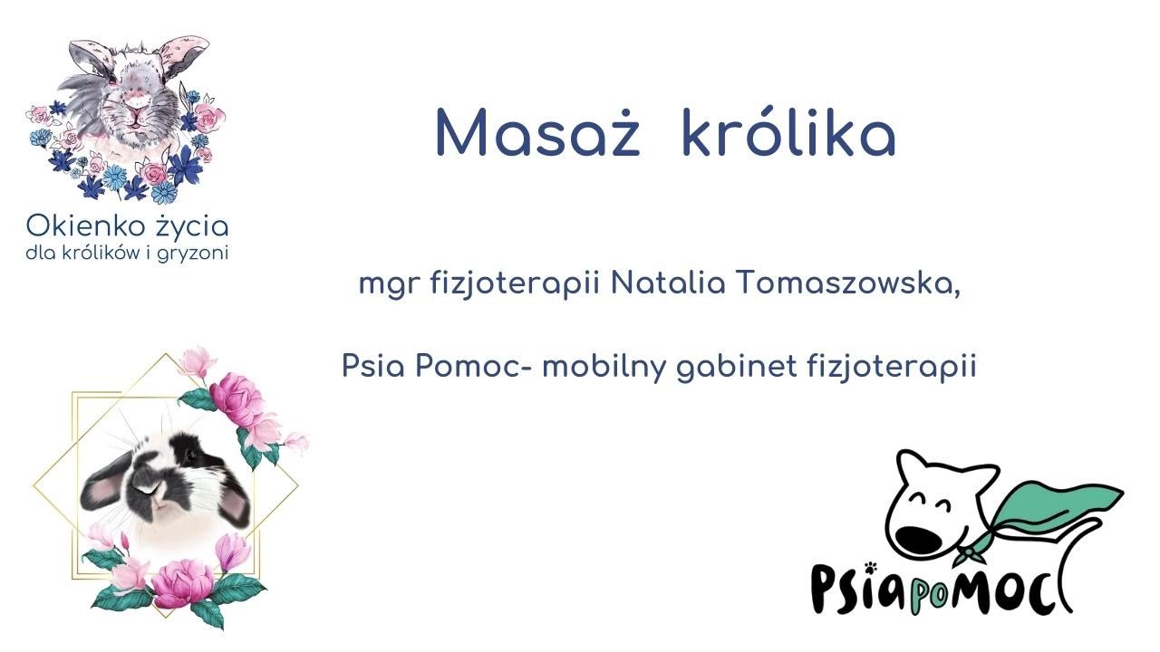 Fizjoterapia- masaż rozluźniający królika
