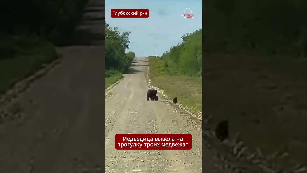 🐻😍 Медведица с тремя медвежатами вышла к дороге! Редкие кадры сняли в Беларуси #новости #беларусь
