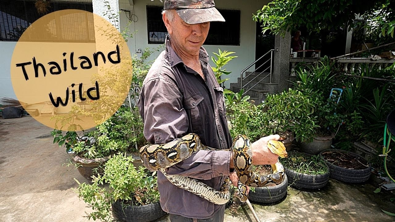 Reticulated Python (งูเหลือม) caught at Grandma's House