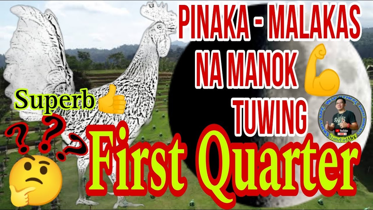 The Most Strongest during FIRST QUARTER/Pinaka - Malakas na Manok  Panabong tuwing First Quarter