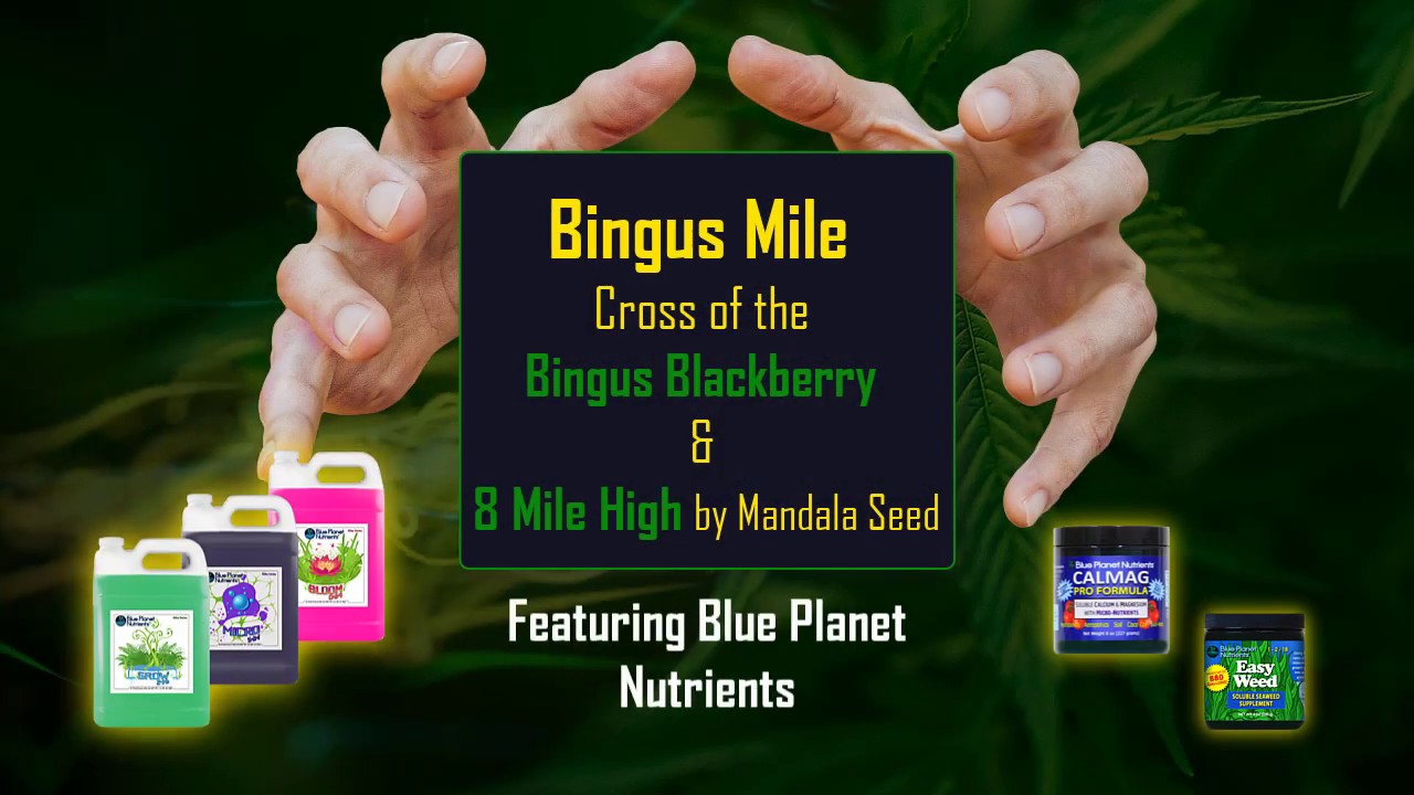 The Bingus Mile
