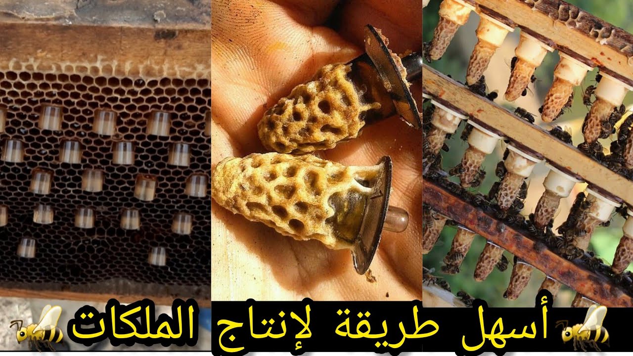 إنتاج أكبر عدد من #ملكات النحل# بأسهل طريقة #التطعيم ج 1