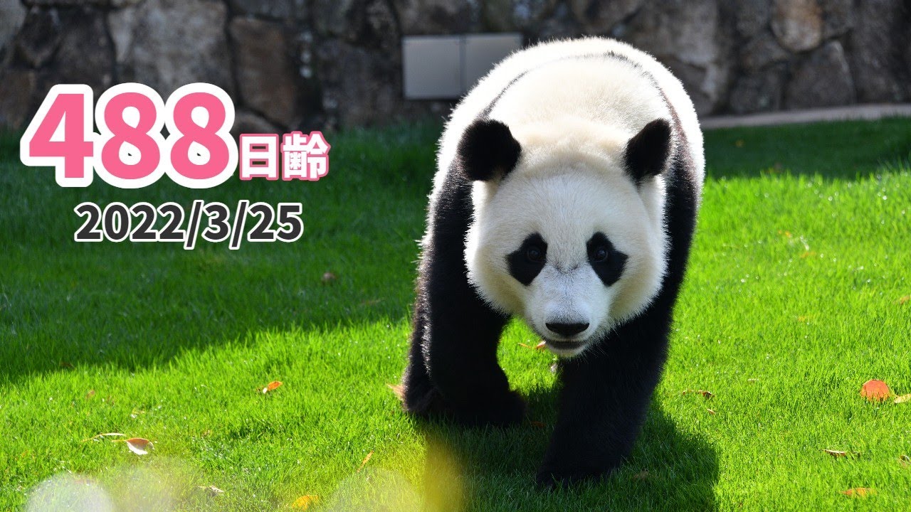 【ジャイアントパンダ（楓浜）】いっぽいっぽ♪（488日齢）