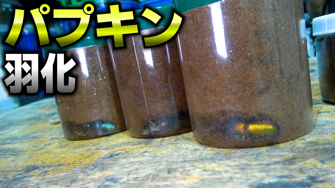 2色のパプアキンイロクワガタが羽化しました!!