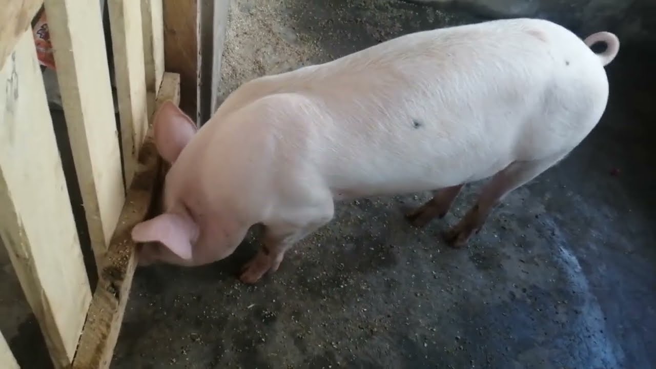 How to construct modern day pig pen Flooring