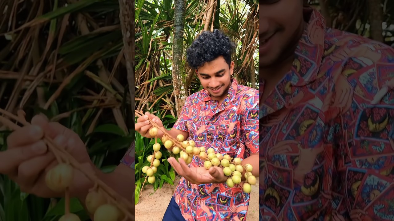 Do you know this fruit? 😍 Super Spicy Langsat!! Gadiguda!