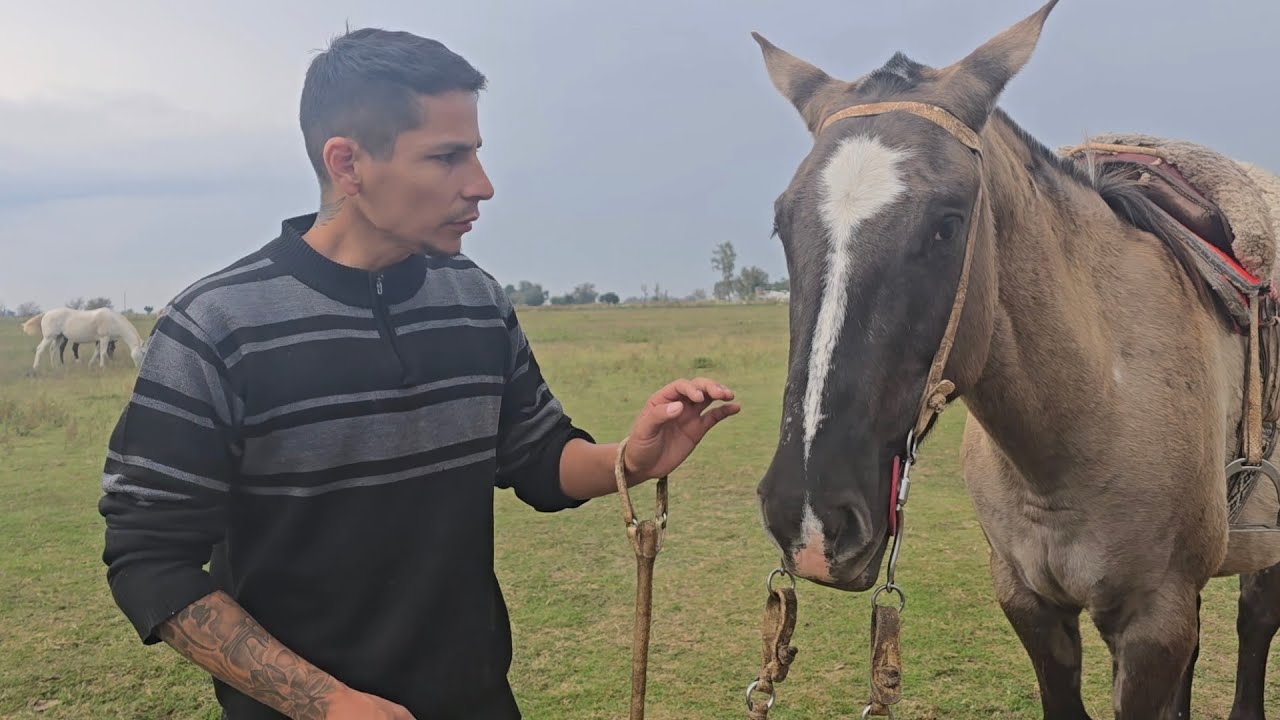 Asi galopeamos a los caballos mansos en el campo trabajo con( EX CABALLO  MAÑERO ) 🧉🇦🇷
