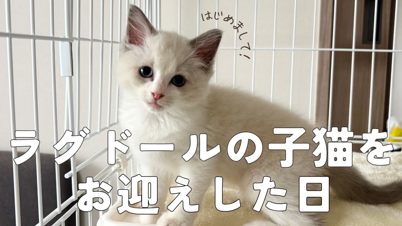 【初投稿】生後２ヶ月のラグドールの子猫をお迎えしました！