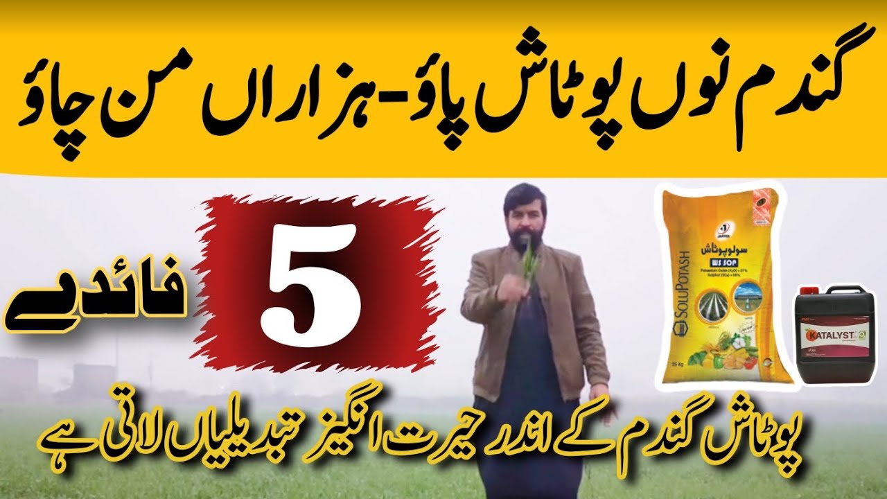 Benefits of potash fertilizer in Wheat | #Potassium #yieldWheat #agriculture #fertilizer