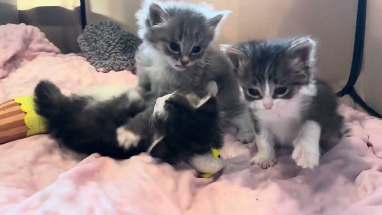 Cutest 4 Week Old Foster Kittens Playing Will Make You Smile!!🥰🐾