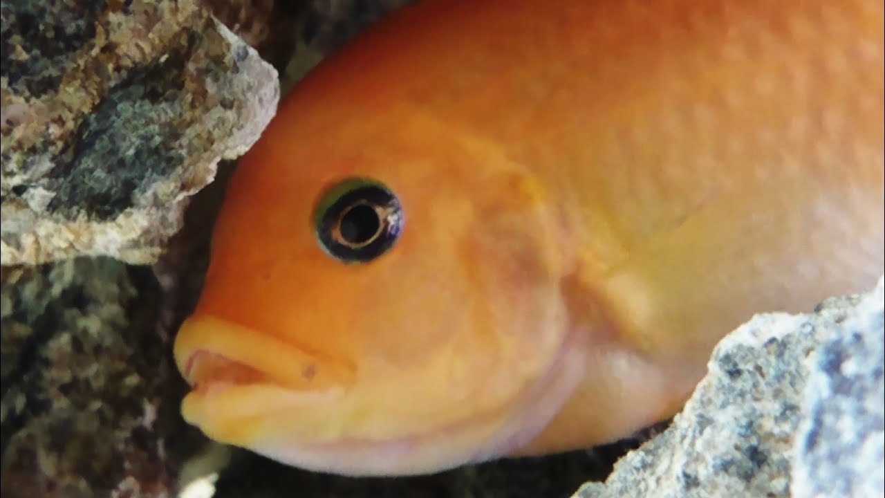 Red zebra cichlid Maylandia Estherae Orange Malawi Mbuna