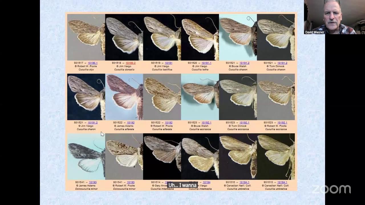 Pollinator Pathway’s Spring Webinar - David L. Wagner, PhD.