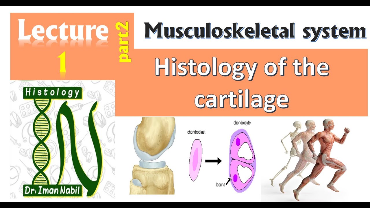 1b-Histology of Cartilage part 2- Characterestic features and component-Musculoskeletal system