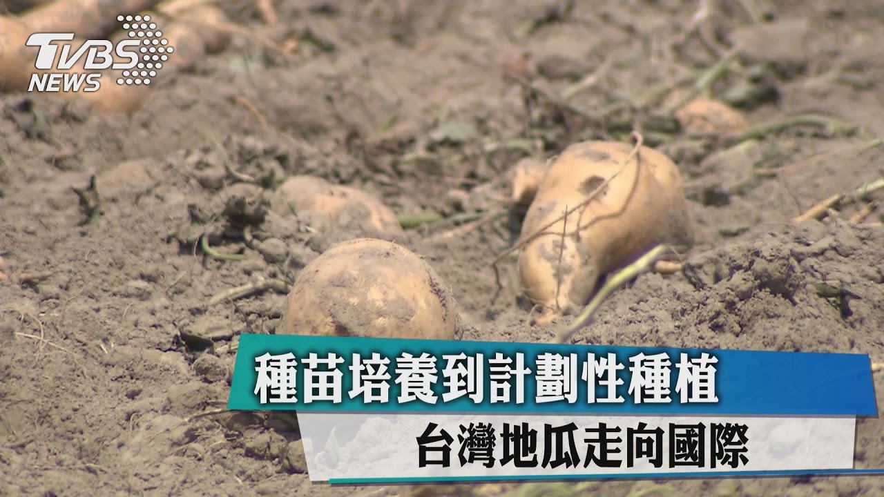 種苗培養到計劃性種植　台灣地瓜走向國際