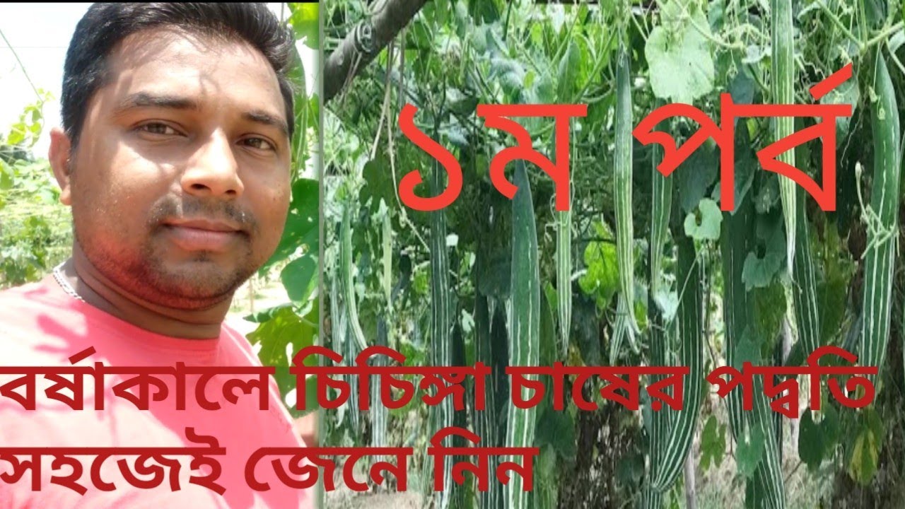 বর্ষাকালে চিচিঙ্গা চাষের পদ্বতি সহজেই জেনে নিন ।।।।।(Snake Gourd) ১ম পর্ব