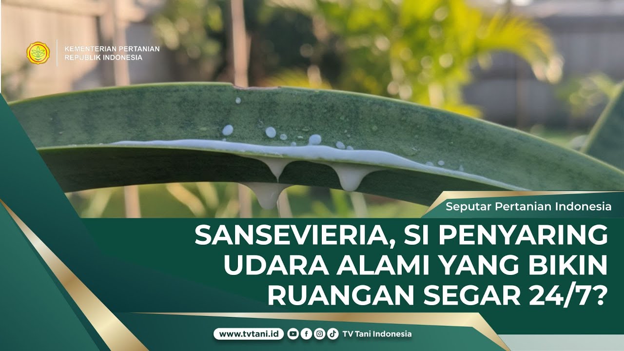 Sansevieria, Kenali Si Pahlawan Anti Sick Building Syndrome!