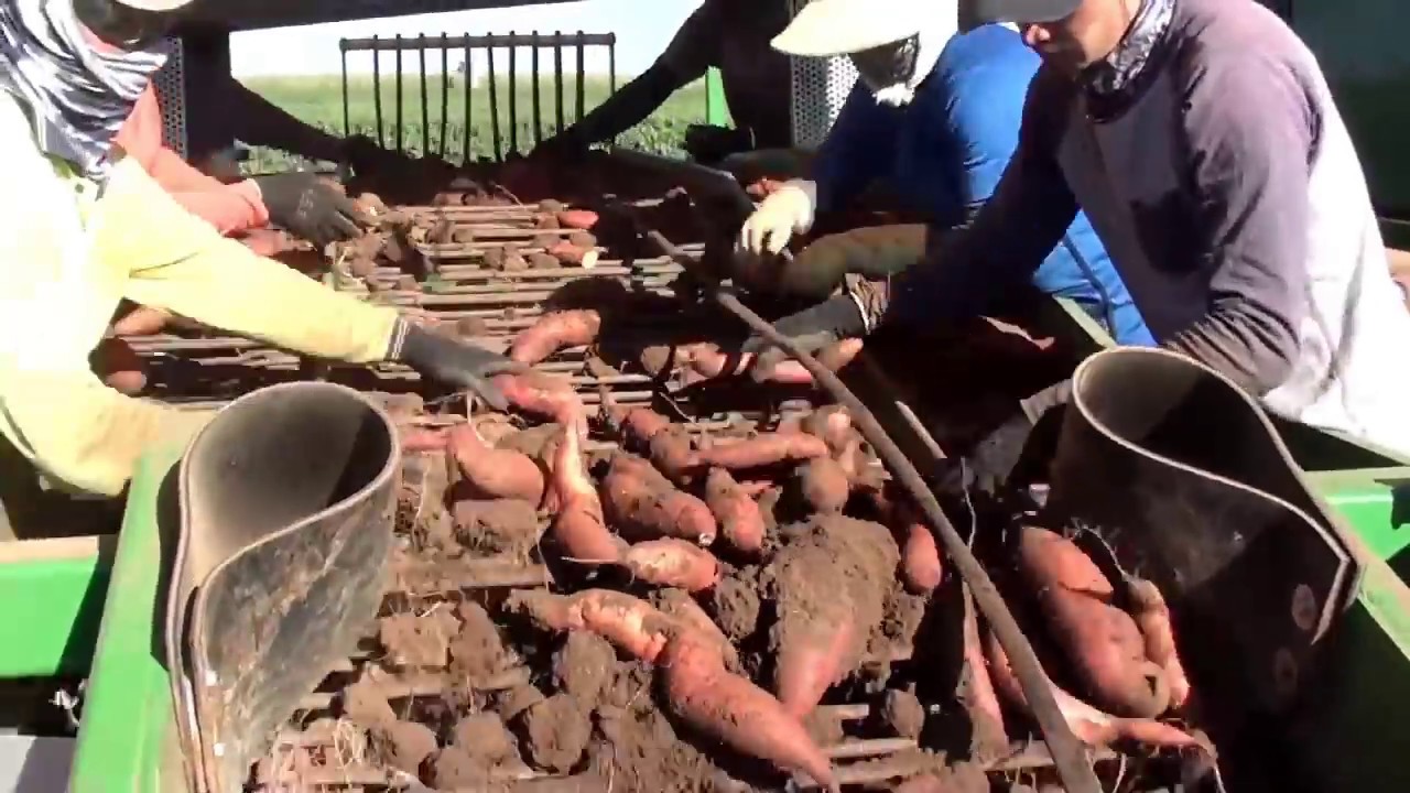 2017 Sweet Potato Digger / Harvest Aid - Adds Up Engineering