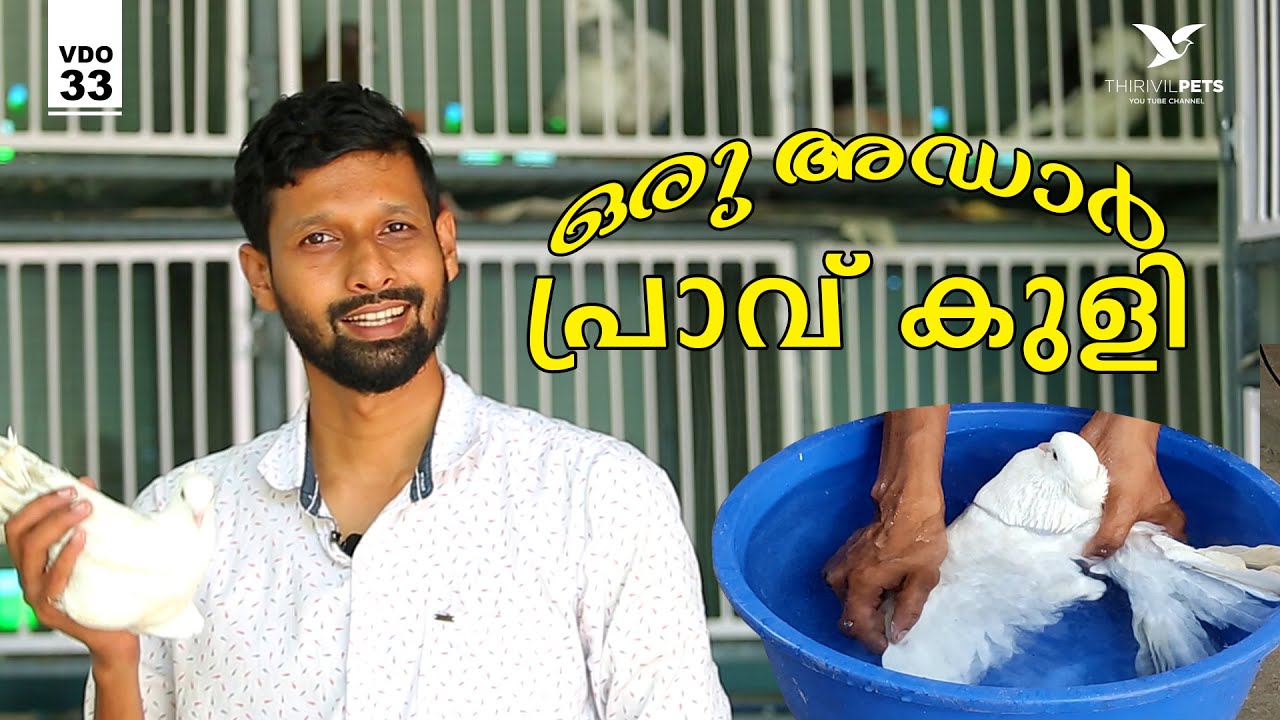 how to remove pigeon lice : പേന് ,ഈച്ച ,എന്നിവയേ ഒഴിവാക്കുന്നതിന് പ്രാവിനെ കുളിപ്പിക്കുന്ന രീതി