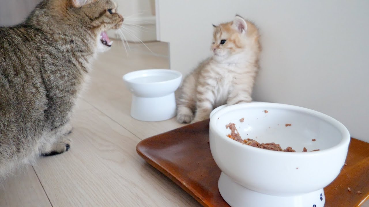 Kitten Chai received educational guidance from aunt cat Lili