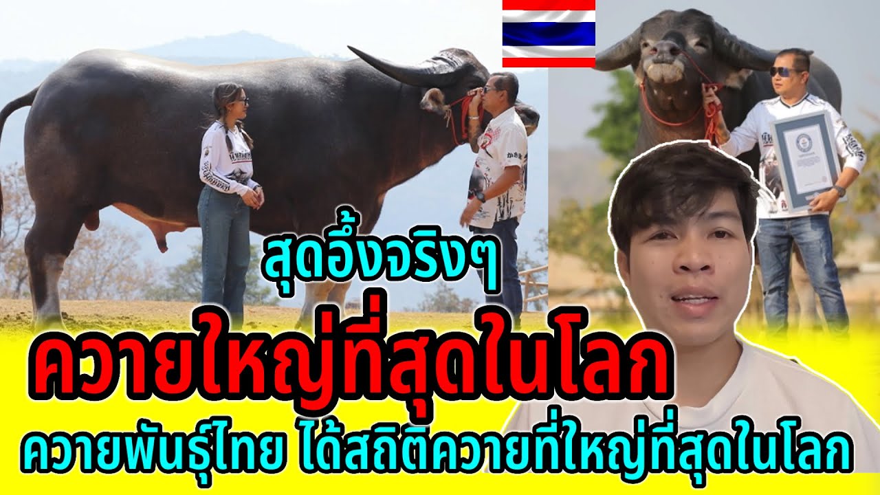 สุดอึ้ง!!เกิด￼￼มาก็ไม่เคยเห็นควายใหญ่ขนาดนี้ ควายพันธุ์ไทยได้สถิติควายใหญ่ที่สุดในโลก ￼