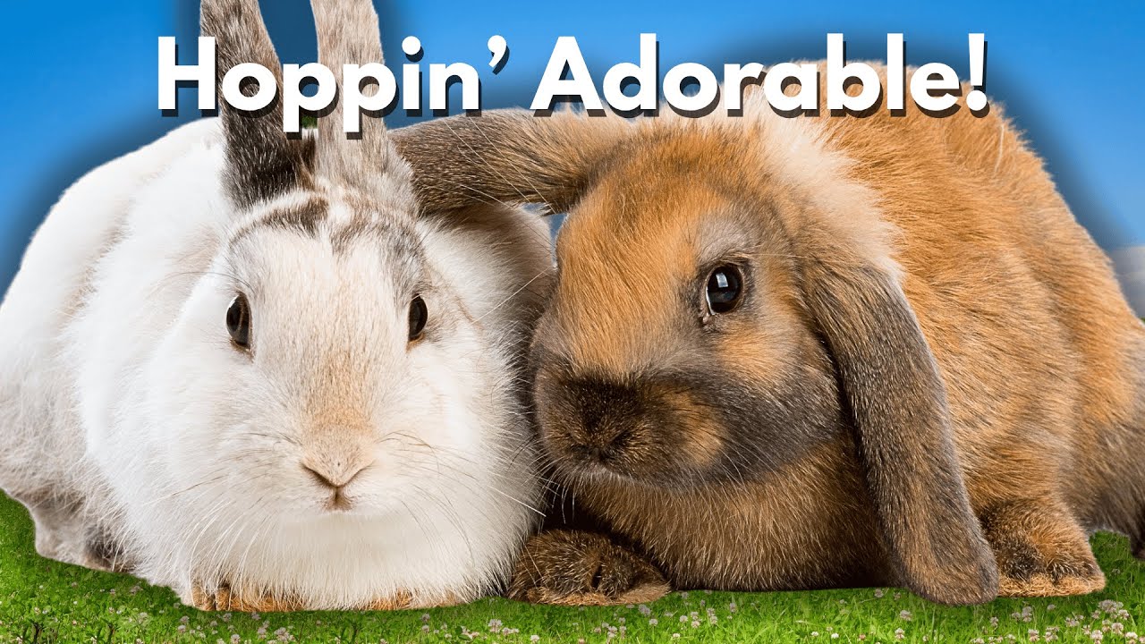 What is a Rabbit, Really? | A Short Documentary