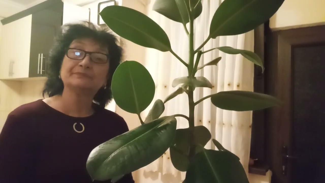 ինչպես բազմացնել ֆիկուս