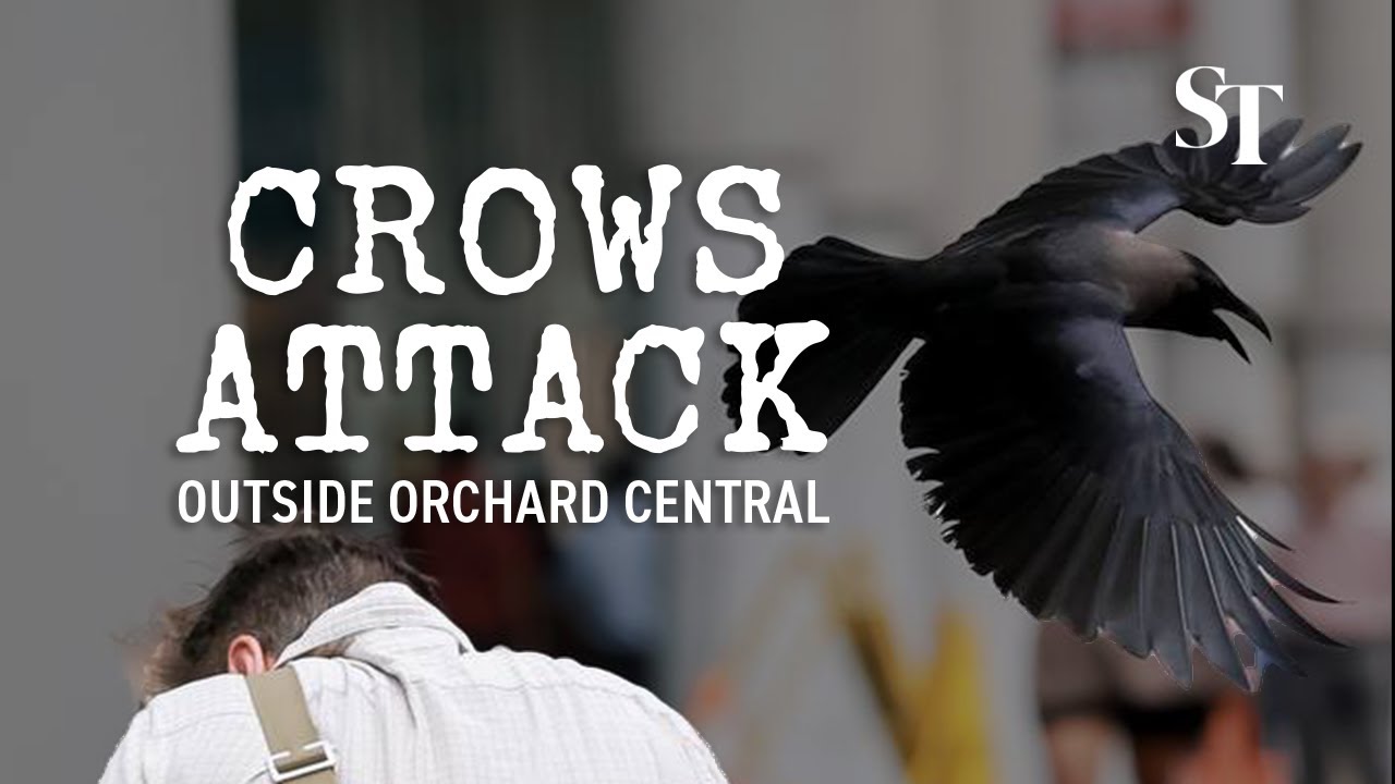 Angry birds! Crows attack passers-by outside Orchard Central