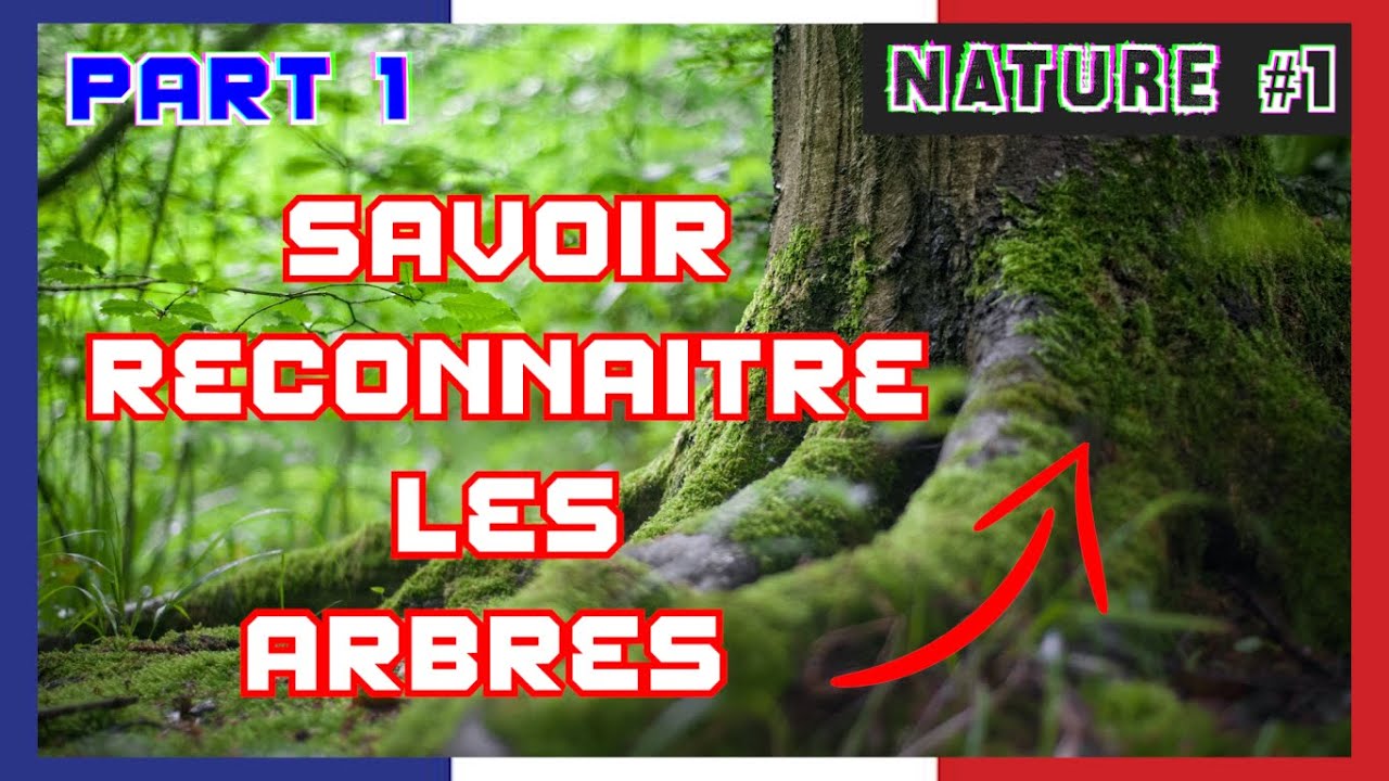 Nature#1 : COMMENT RECONNAITRE les ARBRES ? PART 1