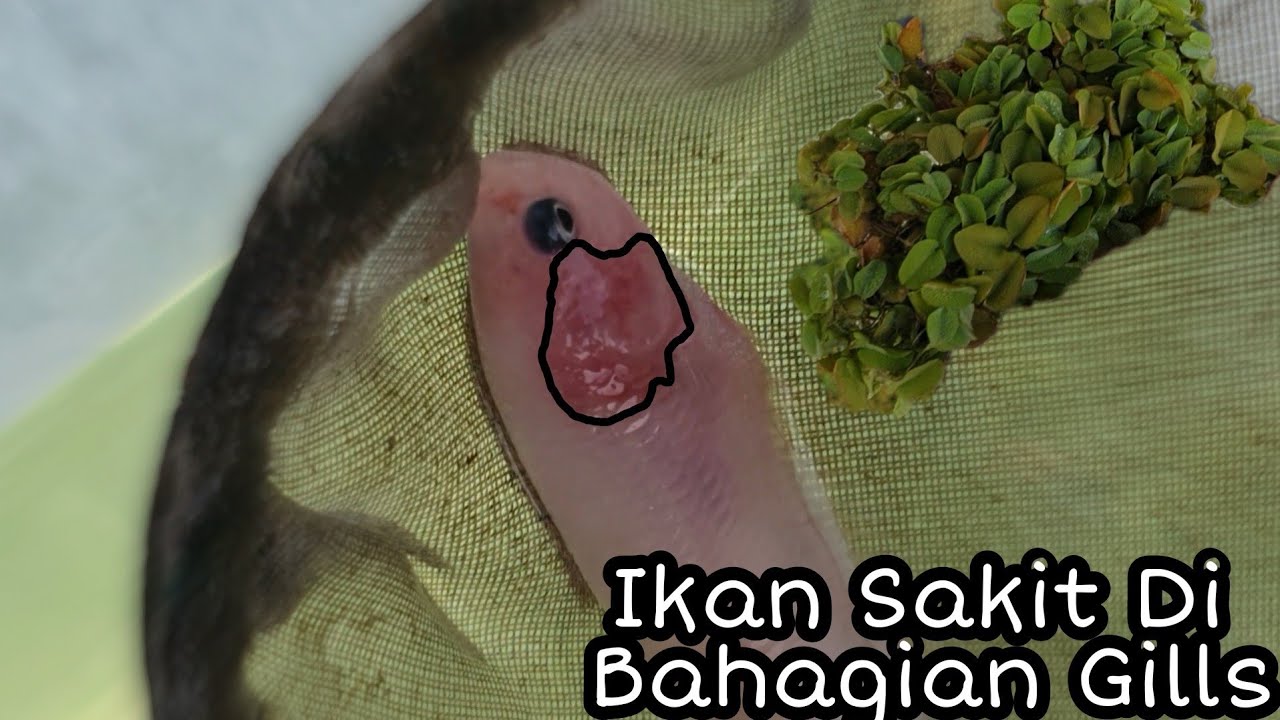 IKAN LAGA TERKENA PENYAKIT MISTERI? AMMONIA POISONING MERBAHAYA?