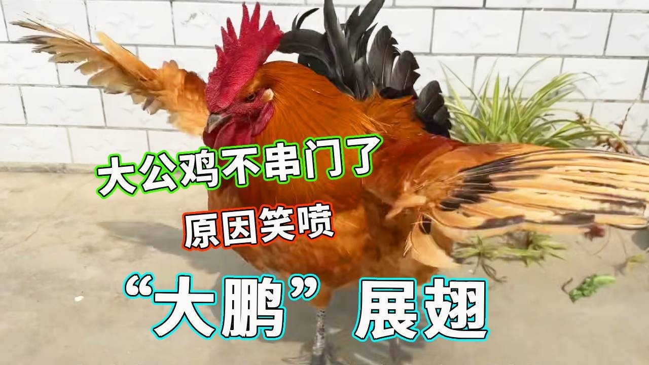 公鸡突然养熟不出门，真相居然是村友全下锅了，再也不出去找母鸡了！【天下一场梦】