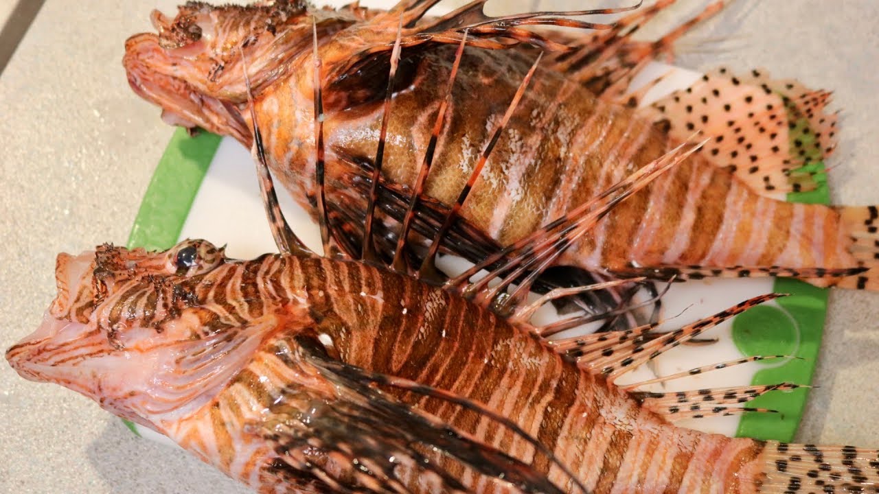 Lionfish Catch and Cook | Extremely Dangerous! Spread Awareness!