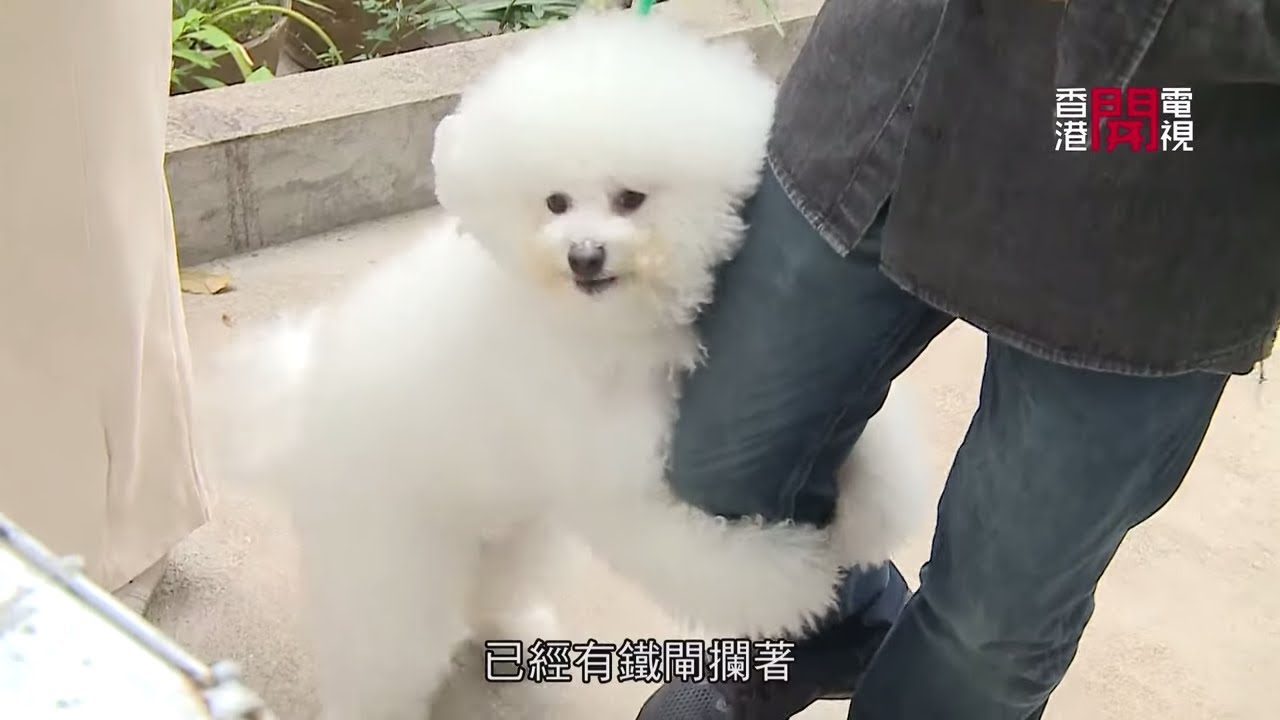 狼狗大鬥比熊犬！Eric Ko 解構兩犬不安互鬥之謎！【煉狗術師S2 EP6-2】
