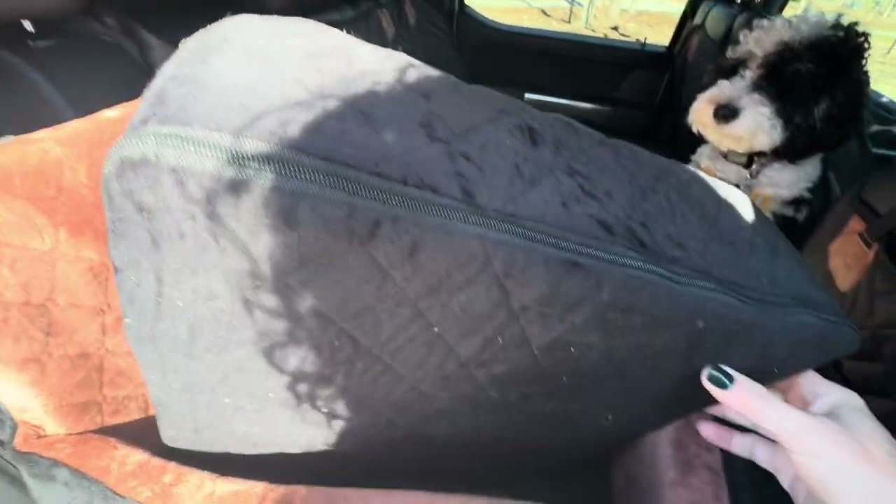 The SCOOP - This dog seat is a hit!