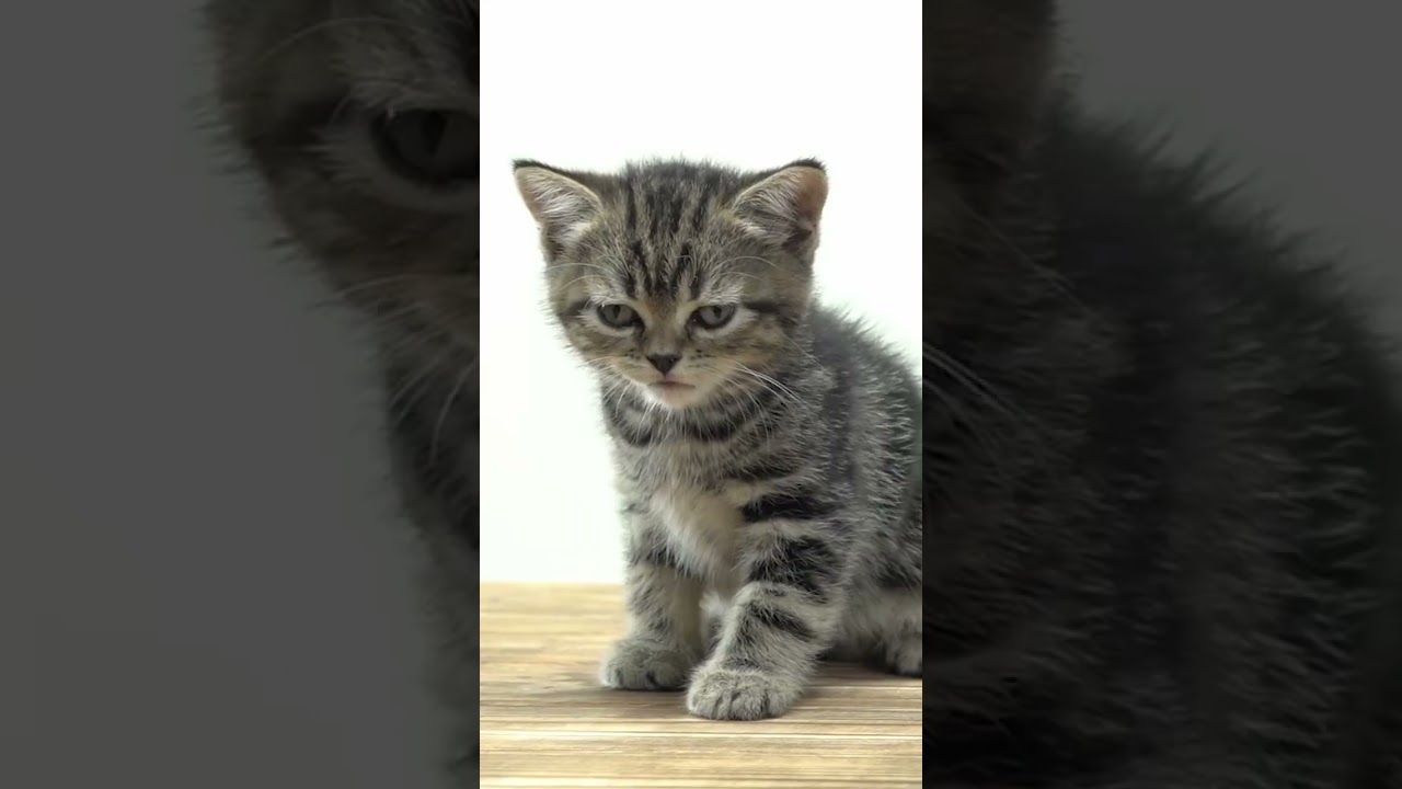 Мяукающий кот 🐱 Подпишитесь, поставьте лайк ❤️ Поделитесь этим милейшим мяуканьем - Мяуканье котенка